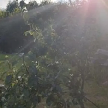 Tipi Jurte # Zelt In Der Mecklenburgischen Seenplatte Inklusive Strom - Dixi-wc!! #mecklenburg-vorpommern 럭셔리텐트 Carpin