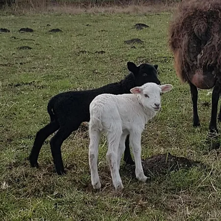 럭셔리텐트 Tipi Jurte # Zelt In Der Mecklenburgischen Seenplatte Inklusive Strom - Dixi-wc!! #mecklenburg-vorpommern *